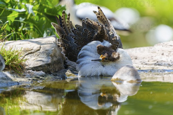 A bird resting close to the water, with vivid feather structure and clear reflection, Ruff