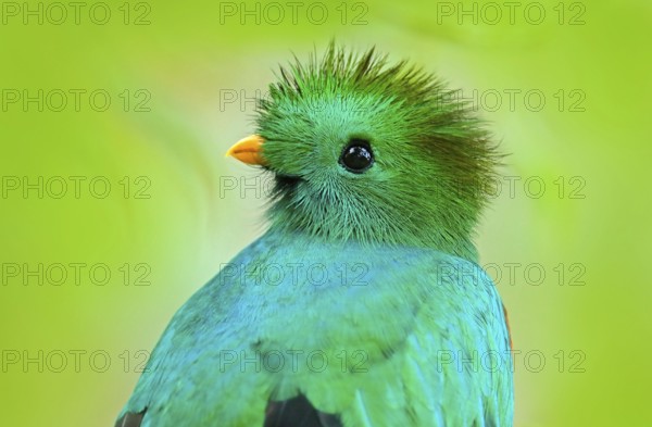 Resplendent Quetzal, Pharomachrus mocinno, from Guatemala with blurred green forest foreground and