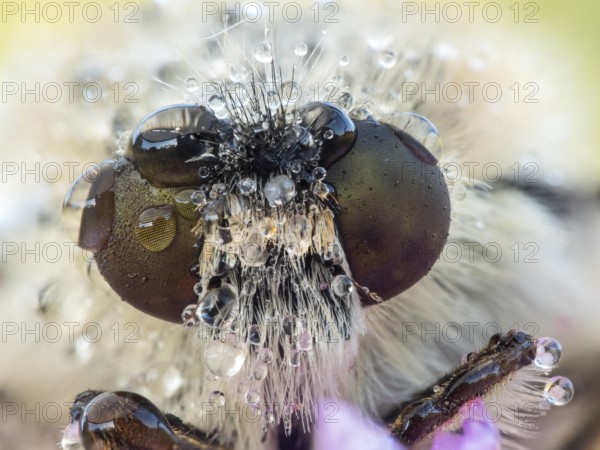 Bee Fly (Bombyliidae) close-up of head and compound eyes covered with pearls of dew drops,