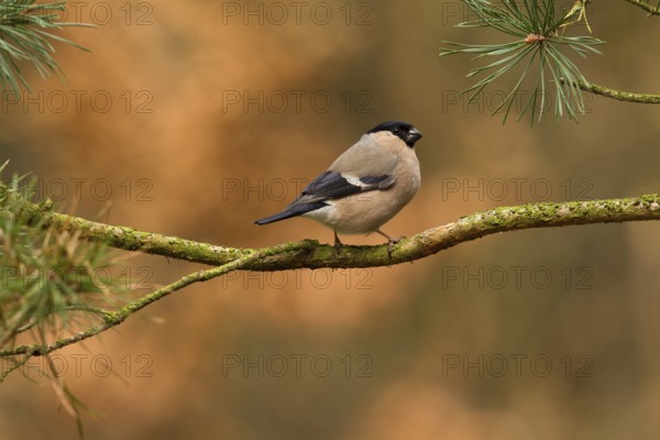 Eurasian Bullfinch (Pyrrhula pyrrhula) female, Utrecht, Netherlands