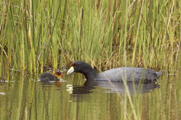Andean Coot (Fulica ardesiaca) juvenile, Ecuador