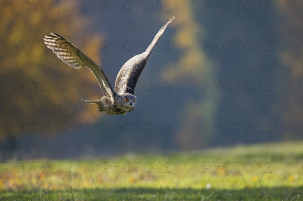 Eurasian Eagle-Owl (Bubo bubo) flying, Lower Saxony, Germany