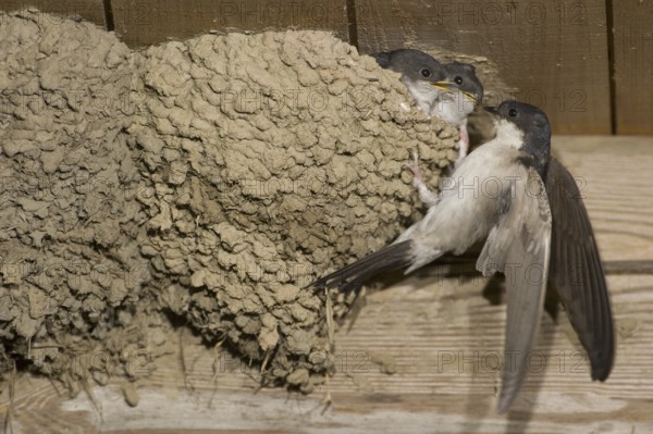 Common House Martin (Delichon urbicum), Saxony, Germany