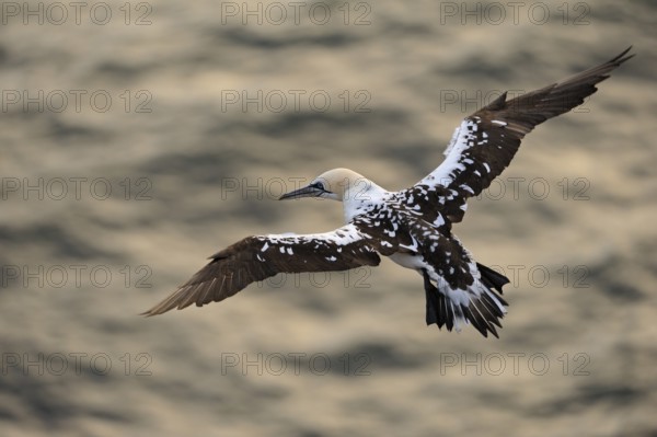 Northern Gannet (Morus bassanus) juvenile flying, Schleswig-Holstein, Germany