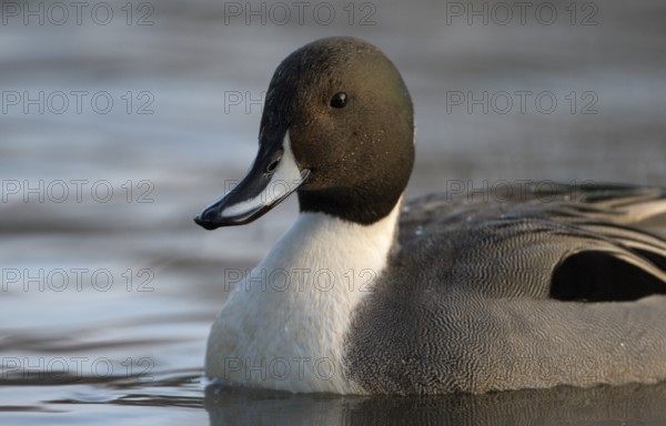 Spiessente (Anas acuta), Pintail, Maennchen, Erpel, Portrait, Februar, Oberhausen, Ruhrgebiet,
