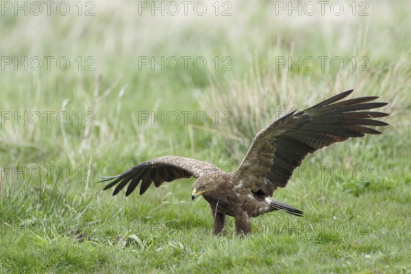 Schreiadler, lat. Aquila pomarina, in Feuchtwiese zu Fuss unterwegs, geöffnete Flügel