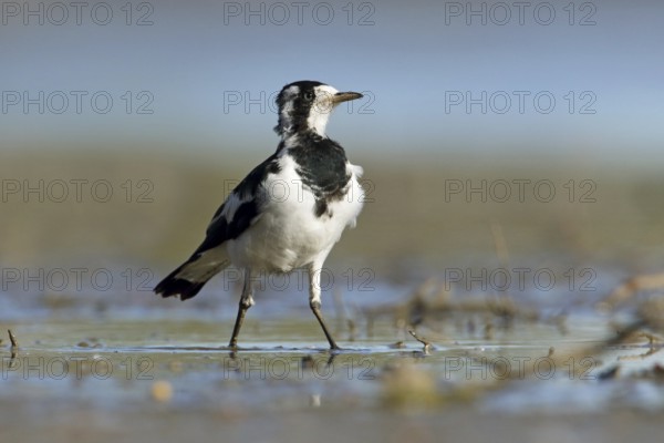 Magpie-Lark (Grallina cyanoleuca) female, Victoria, Australia