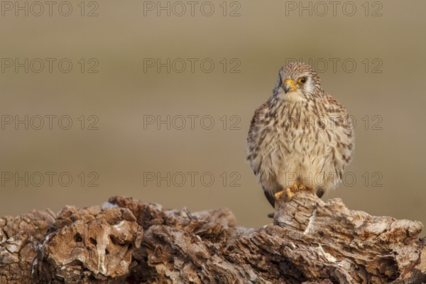 Lesser Kestrel (Falco naumanni), female resting, Castile-La Mancha, Spain