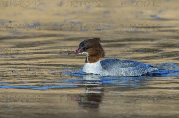 Common Merganser (Mergus merganser) female, Mecklenburg-Western Pomerania, Germany