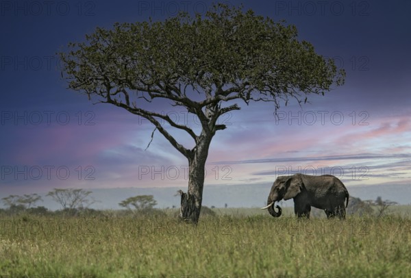 Afrikanischer Elefant (Loxodonta africana) Elefanten Bulle steht einsamer unter Leberwurstbaum