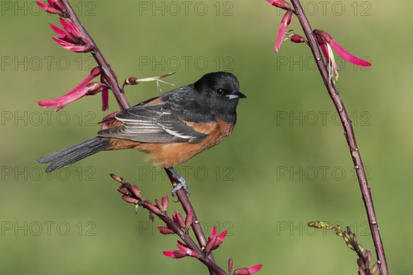 Orchard Oriole (Icterus spurius) perched on a branch, Texas, USA