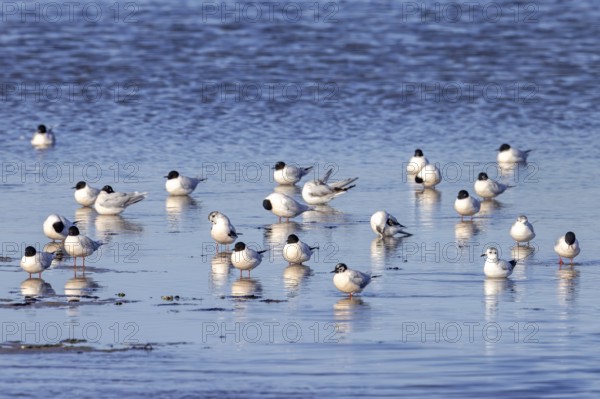 Flock of little gulls (Hydrocoloeus minutus) in breeding plumage resting in shallow water of