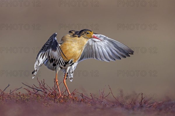 Ruff (Calidris pugnax) territorial male in breeding plumage displaying by flapping wings during