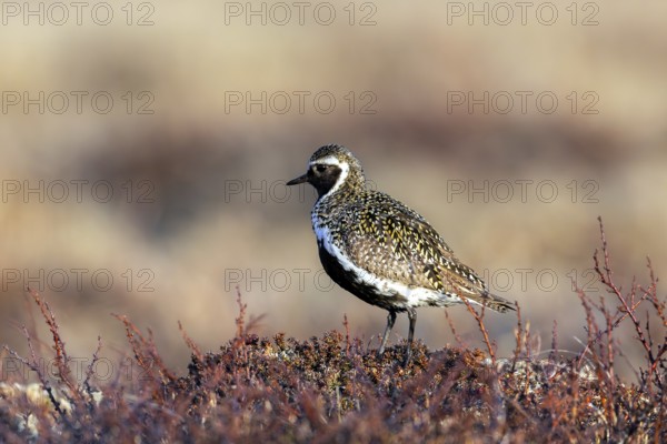 European golden plover, Eurasian golden plover (Pluvialis apricaria) male in breeding plumage on