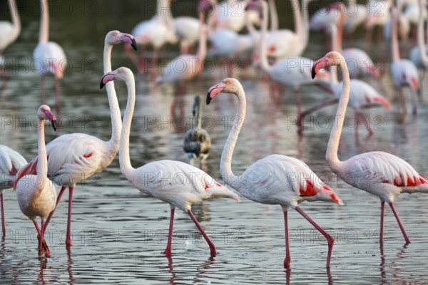 Pink flamingos (Phoenicopterus roseus), standing in the pond, Pont de Gau Bird Park,