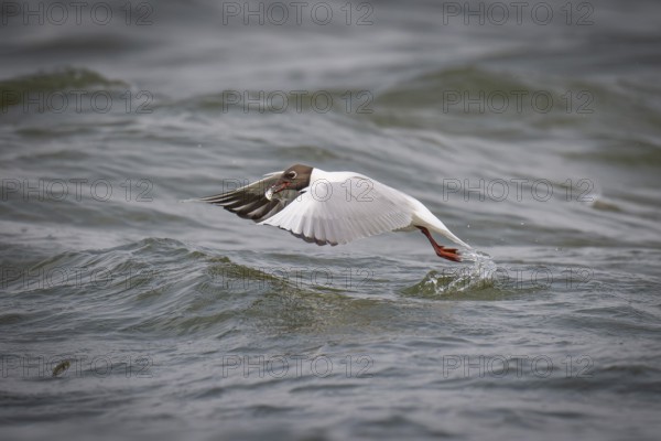 Black-headed gull (Chroicocephalus ridibundus) in summer plumage, with a small fish in its beak,