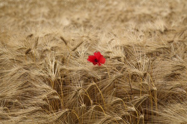 Corn poppy (Papaver rhoeas) in barley field, barley, (Hordeum vulgare) cereals, Normandy, Calvados,