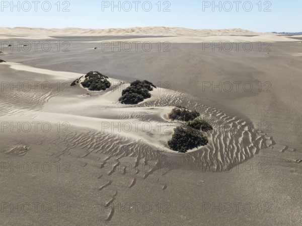 Small sand heaps form around the sparse vegetation in the Namib Desert. Aerial view. Drone shot.