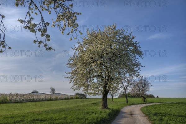Old flowering cherry tree (Prunus avium), on the left a young, flowering cherry orchard, Franconia,