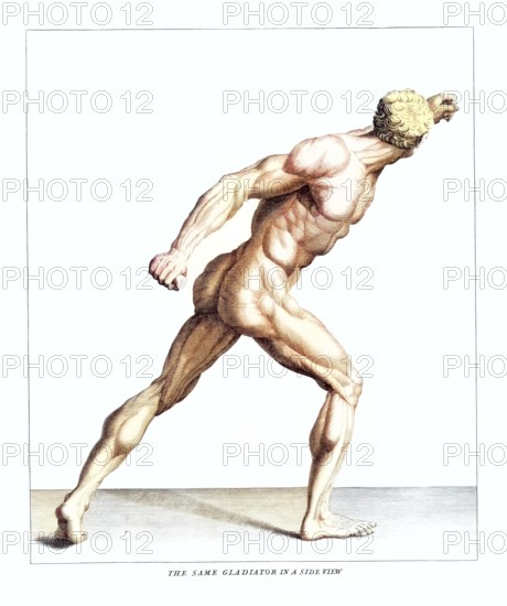 Anatomy, symbolic, man, side view of the gladiator in the Villa Borghese, Rome, Italy, anatomical