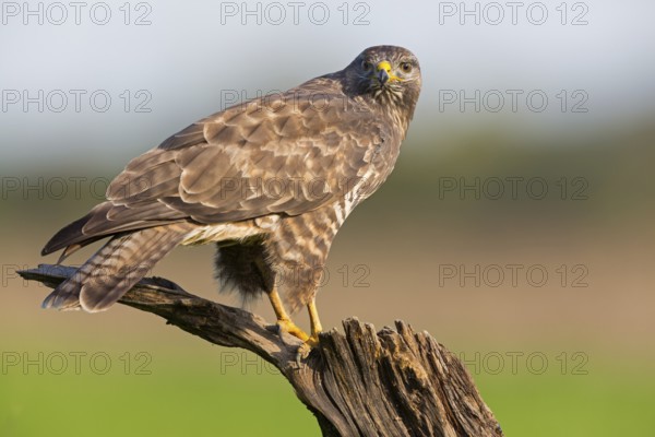 Mäusebussard, Common Buzzard, Buzzard, Eurasian Buzzard, Buteo buteo, Buse variable, Busardo
