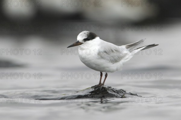 Little Tern (Sternula albifrons), Victoria, Australia