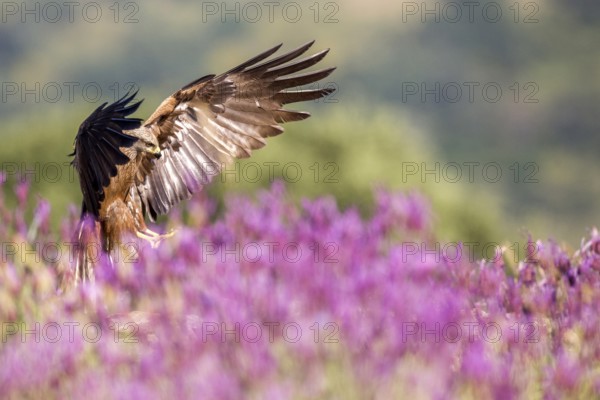 Black Kite (Milvus migrans), Madrid, Spain