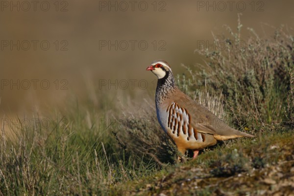 Red-legged Partridge (Alectoris rufa), Spain