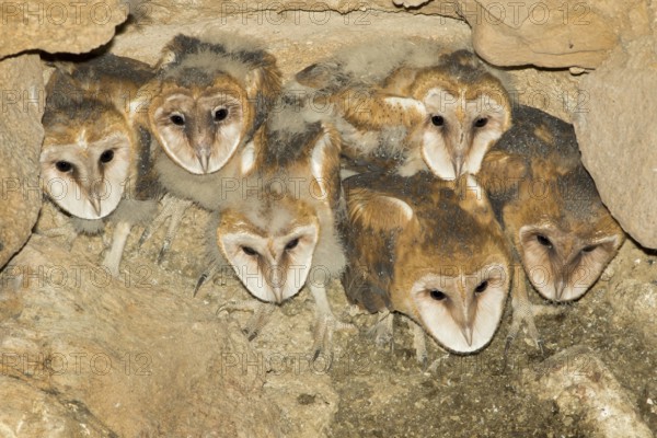 Barn Owl Tyto alba Tucson, Pima County, Arizona, United States 15 May 2017 Immatures on nest in