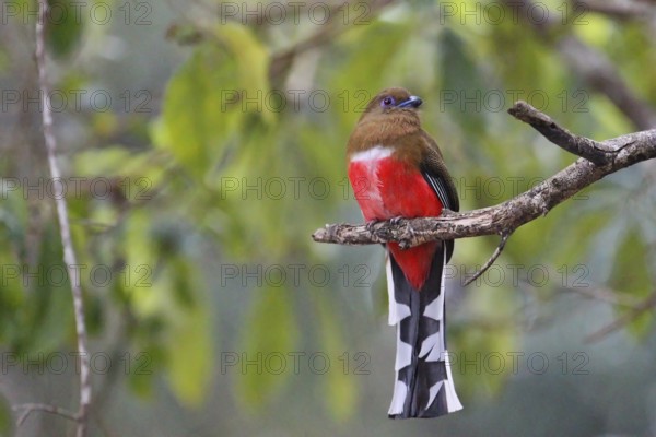 Red-headed Trogon (Harpactes erythrocephalus) female perched on a branch, Kaeng Krachan, Thailand