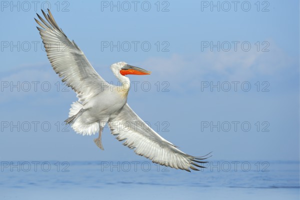 Dalmatian pelican, Pelecanus crispus, landing in Lake Kerkini, Greece. Pelican with open wings.