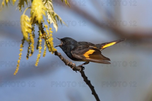 American Redstart Setophaga ruticilla Blue Ridge Parkway, North Carolina, Unites States 8 May Adult
