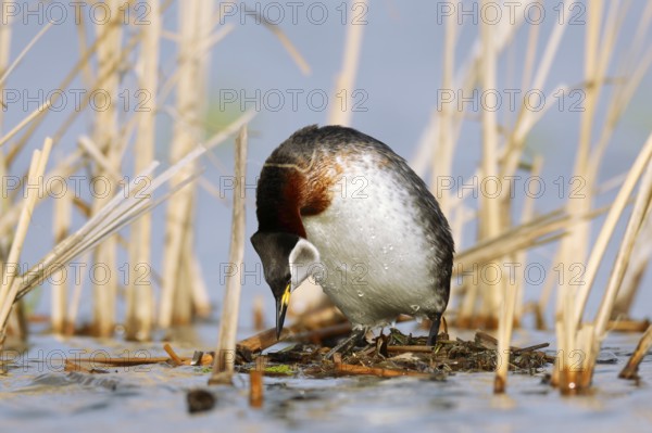 Red-necked Grebe (Podiceps grisegena) invitating to mating on nest, Mecklenburg-Western Pomerania,
