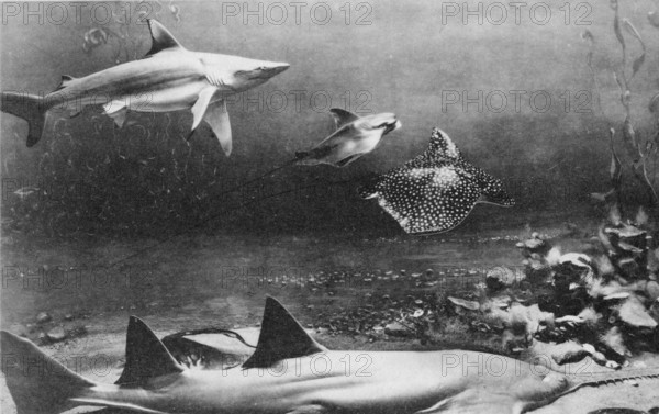 Underwater scene, photomontage ca. 1930s, showing: Grey reef shark (Carcharhinus amblyrhynchos),