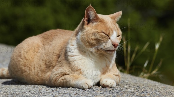 Beige cat enjoying the sun with closed eyes, Kalithea, cat station, Rhodes, Dodecanese, Greek