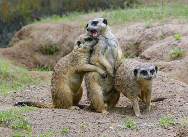 Meerkat (Suricata suricatta), captive, during playful fighting, measuring strength, occurrence