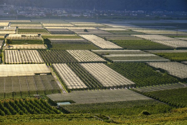 Apple orchards, vineyards, hail nets, monoculture, near Tramin an der Weinstraße, Unteretsch, South