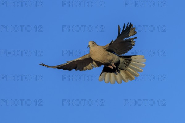 Pigeon flying with wings spread wide against blue sky, Eurasian collared dove (Streptopelia