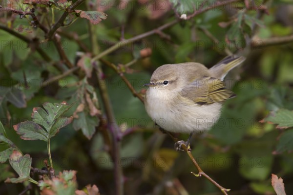 Common Chiffchaff - Zilpzalp - Phylloscopus collybita ssp. collybita, Germany, birc calling like