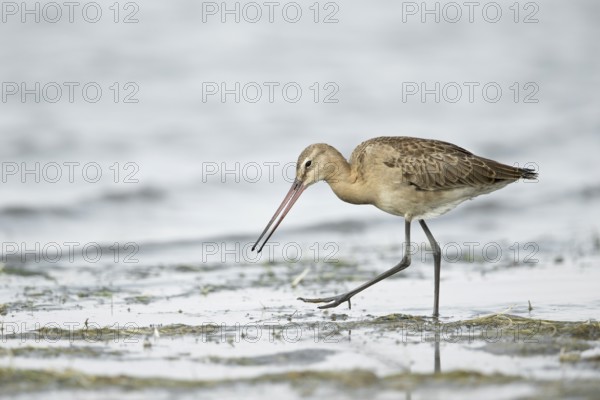 Black-tailed Godwit (Limosa limosa melanuroides) juvenile foraging at shoreline, Dornod-Aimag,
