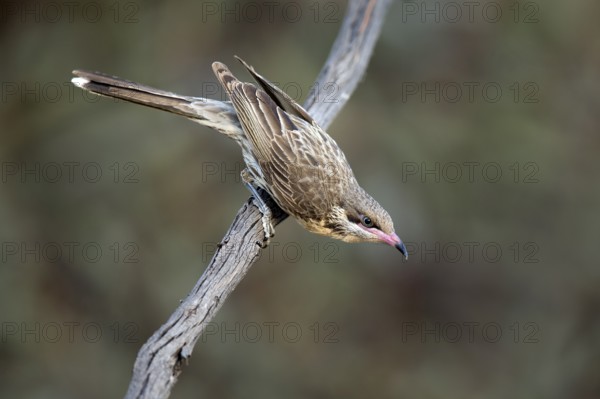 Spiny-cheeked Honeyeater (Acanthagenys rufogularis) perched on a branch, Victoria, Australia