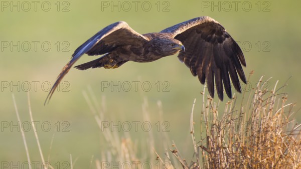 Lesser Spotted Eagle (Clanga pomarina) flying, Mecklenburg-Western Pomerania, Germany