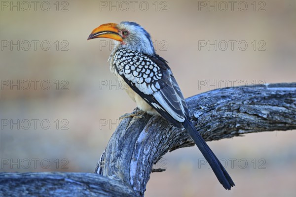 Southern Yellow-billed Hornbill, Tockus leucomelas. Etosha, Namibia, Africa. Detail portrait of