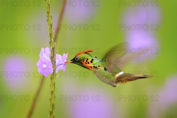 Tufted Coquette, colourful hummingbird with orange crest and collar in the green and violet flower