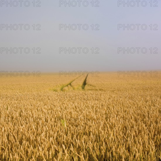Tracks lead through a vast field of ripe wheat in Limagne plain, showcasing the golden hues under a