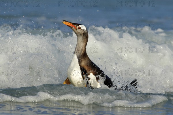 Bird in the water. Gentoo penguin jumps out of the blue water while swimming through the ocean in