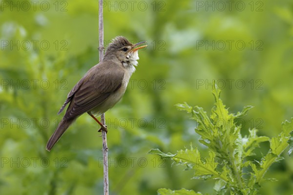 Marsh Warbler (Acrocephalus palustris) singing, Saxony-Anhalt, Germany