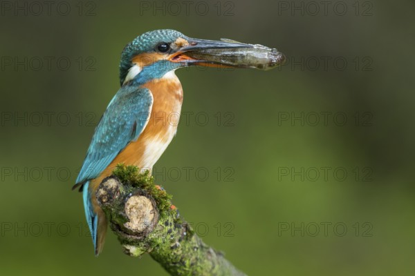 Common Kingfisher (Alcedo atthis) female perched on a branch with a fish in its beak, Lower Saxony,