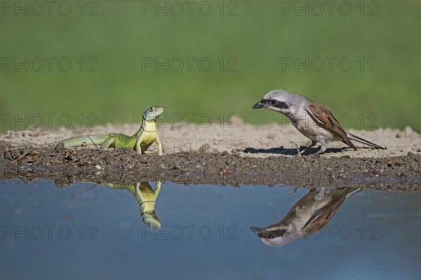Red-backed Shrike (Lanius collurio) male meets European green lizard (Lacerta viridis) at