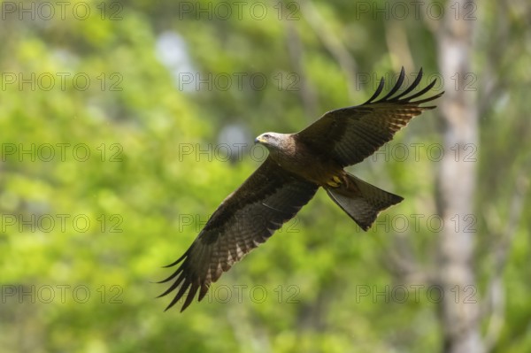 Black kite (Milvus migrans) flying in a forest in early summer, Bavaria, Germany